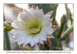 Unknown Cactus Flower