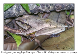 Madagascar Jumping Frog