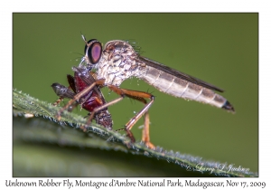 Unknown robber Fly