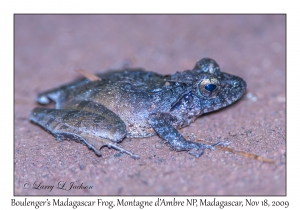 Boulenger's Madagascar Frog