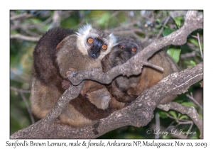Sanford's Brown Lemurs