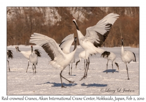 Red-crowned Cranes