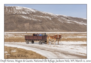 Draft Horses, Wagon & Guests