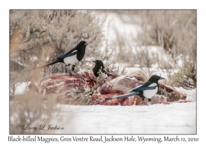 Black-billed Magpies on Carcass