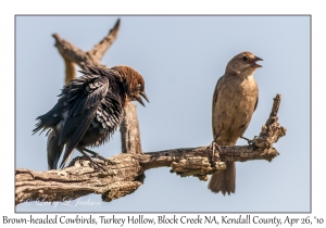 Brown-headed Cowbirds