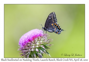 Eastern Black Swallowtail on Nodding Thistle