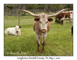Longhorn, females & young