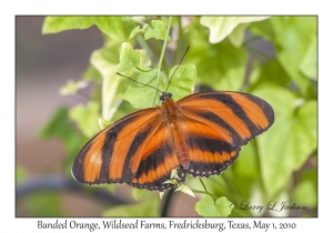 Banded Orange