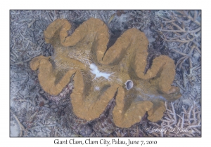 Giant Clam