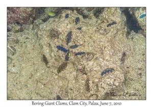 Boring Giant Clams