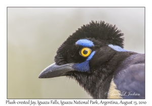 Plush-crested Jay