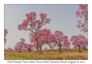 Pink Trumpet Trees