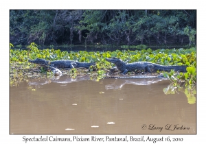 Spectacled Caimans