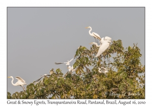 Great & Snowy Egrets