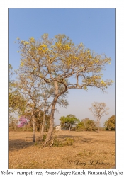 Yellow Trumpet Tree