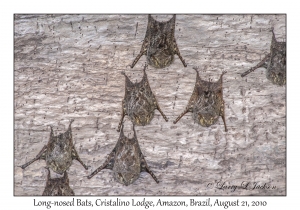Long-nosed Bats