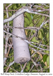 Bell Wasp Nest