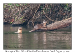 Neotropical River Otters