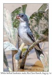 White-bellied Seedeater