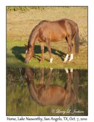 Horse & Reflection