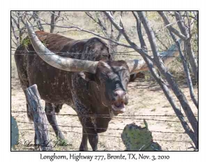 Longhorn, bull