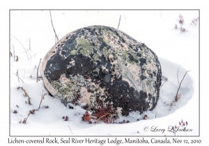 Lichen-covered Rock