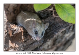 Acacia Rat
