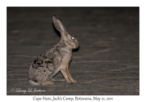 Cape Hare