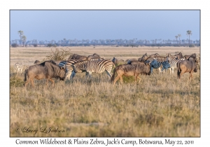 Common Wildebeest & Plains Zebra
