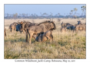 Common Wildebeest