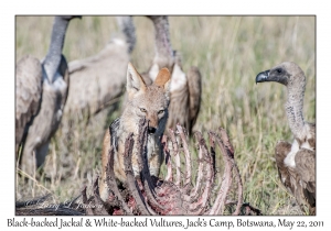 Black-backed Jackal & White-backed Vultures