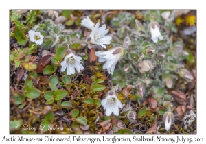 Arctic Mouse-ear Chickweed