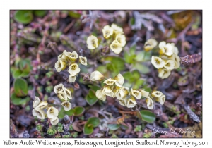 Yellow Arctic Whitlow-grass