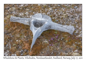 2011-07-17#4050 Whalebone & Plants, Vibebukta, Nordaustlandet, Svalbard