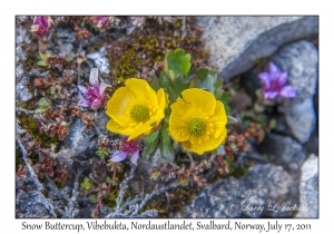 2011-07-17#4079 Ranunculus nivalis, Vibebukta, Nordaustlandet, Svalbard