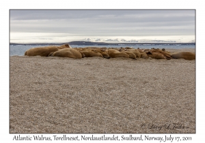 2011-07-17#4099 Odobenus rosmarus, Torellneset, Nordaustlandet, Svalbard