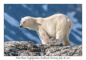 2011-07-18#2257 Ursus maritimus, Fuglefjorden, Svalbard
