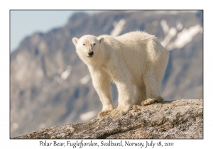 2011-07-18#2280 Ursus maritimus, Fuglefjorden, Svalbard