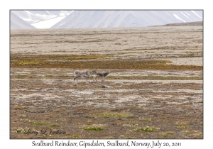 2011-07-20#4466 Rangifer tarandus platyrhynchus & Young, Gipsdalen, Svalbard