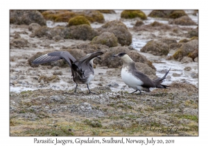 2011-07-20#4475 Stercorarius parasiticus, Gipsdalen, Svalbard