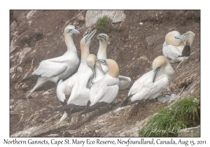 Northern Gannets