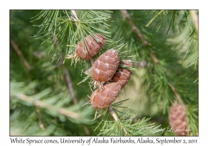 White Spruce cones