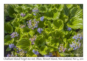 Chatham Island Forget-me-not