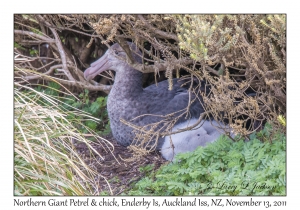 Northern Giant Petrel & chick