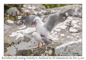 Red-billed Gulls