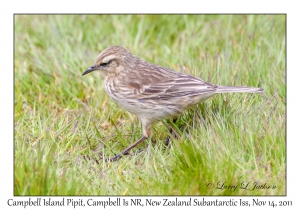 Campbell Island Pipit