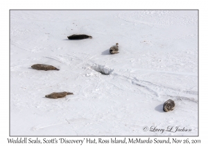 Weddell Seals & Breathing Hole