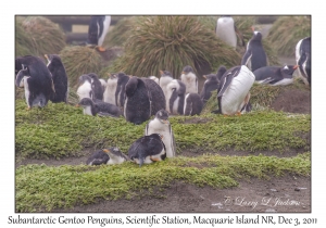 Subantarctic Gentoo Penguins