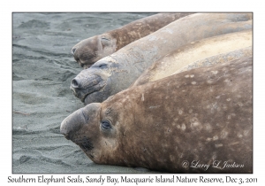 Southern Elephant Seals