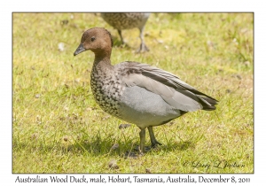 Australian Wood Duck